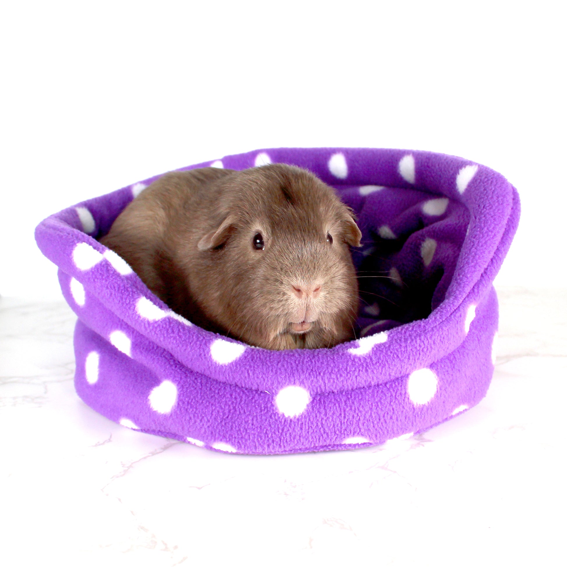Purple Polka Dot Guinea Pig Cuddle Cup, front view with guinea pig
