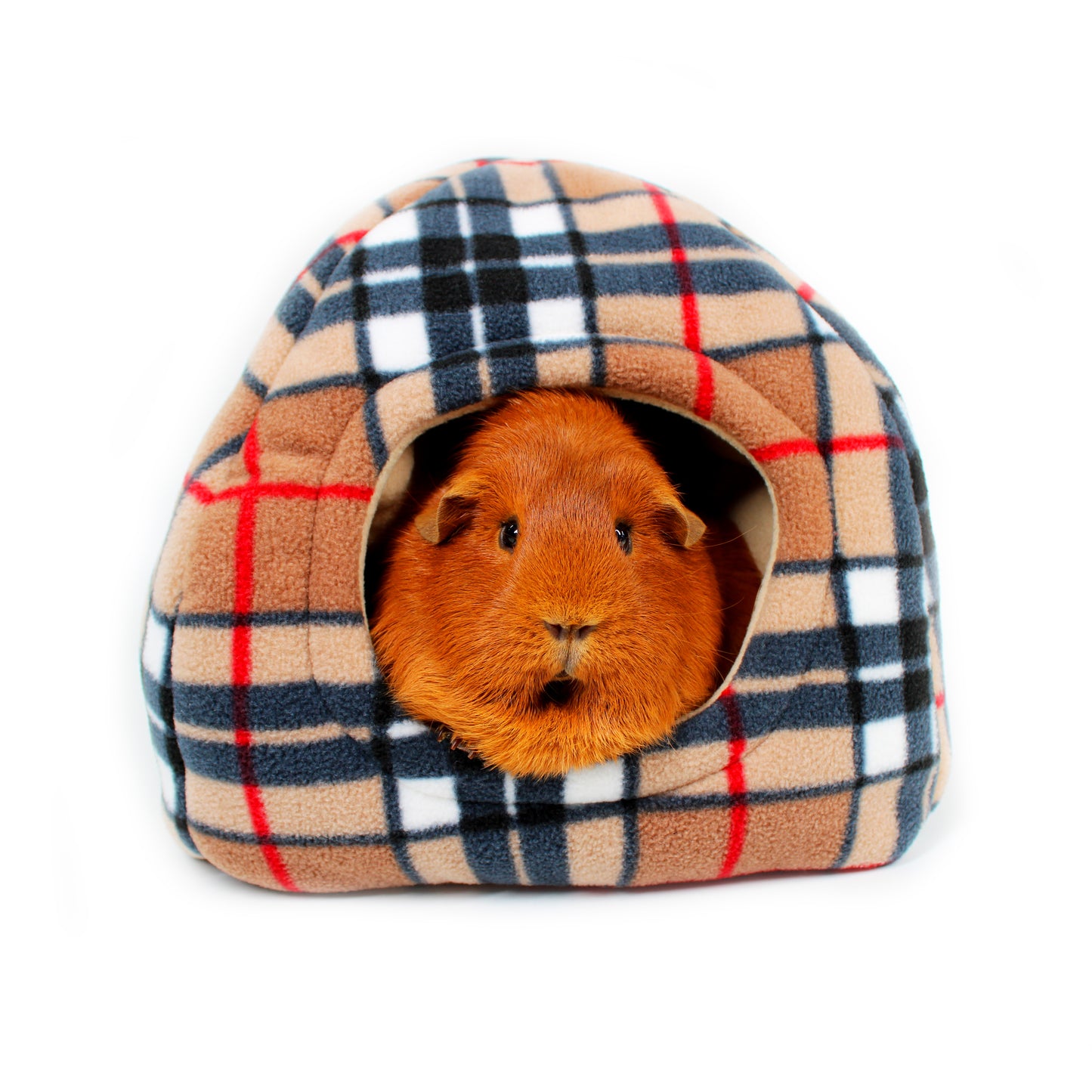 Guinea pig peeking out from a plaid pet house on a white background