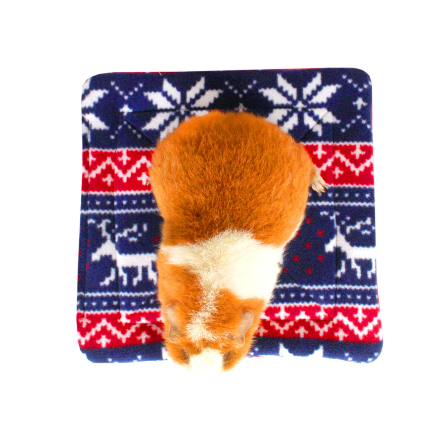 Teddy Guinea Pig on a patterned blanket with red, white, and blue colours.