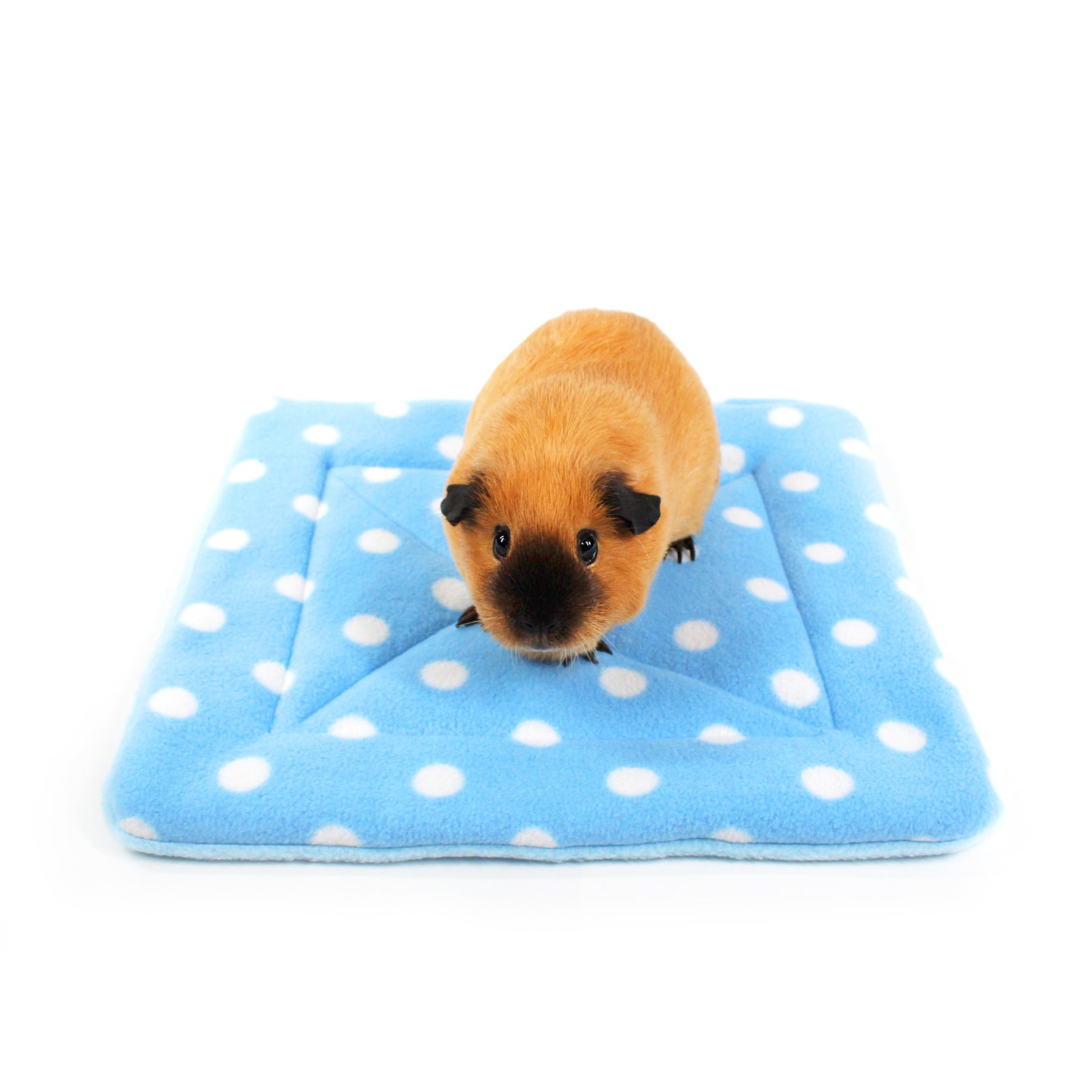 Large Blue Polka Dot Pee Pad for Guinea Pigs