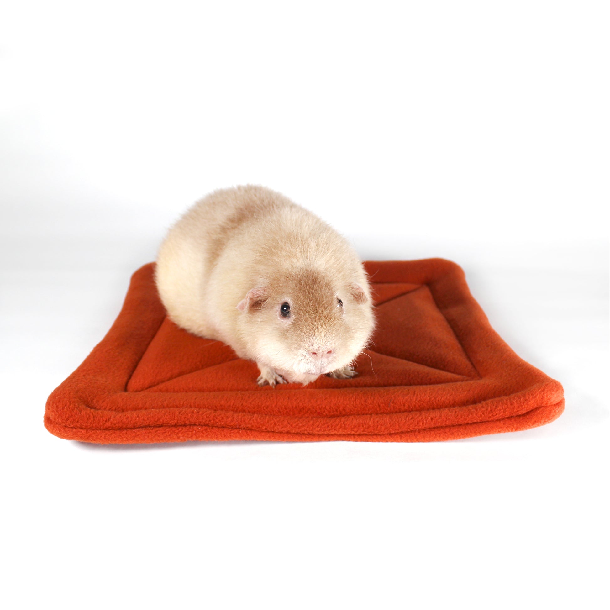 Large Square Rust Coloured Pee Pad for Guinea Pigs, front view with teddy guinea pig on the wee wee matt 