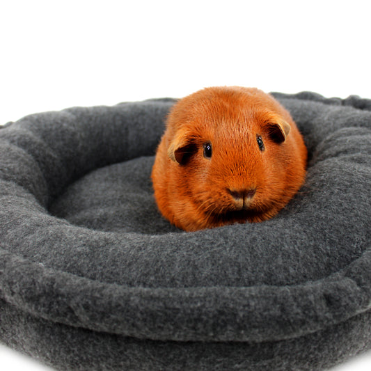 Guinea pig inside a gray pet bed on a white background