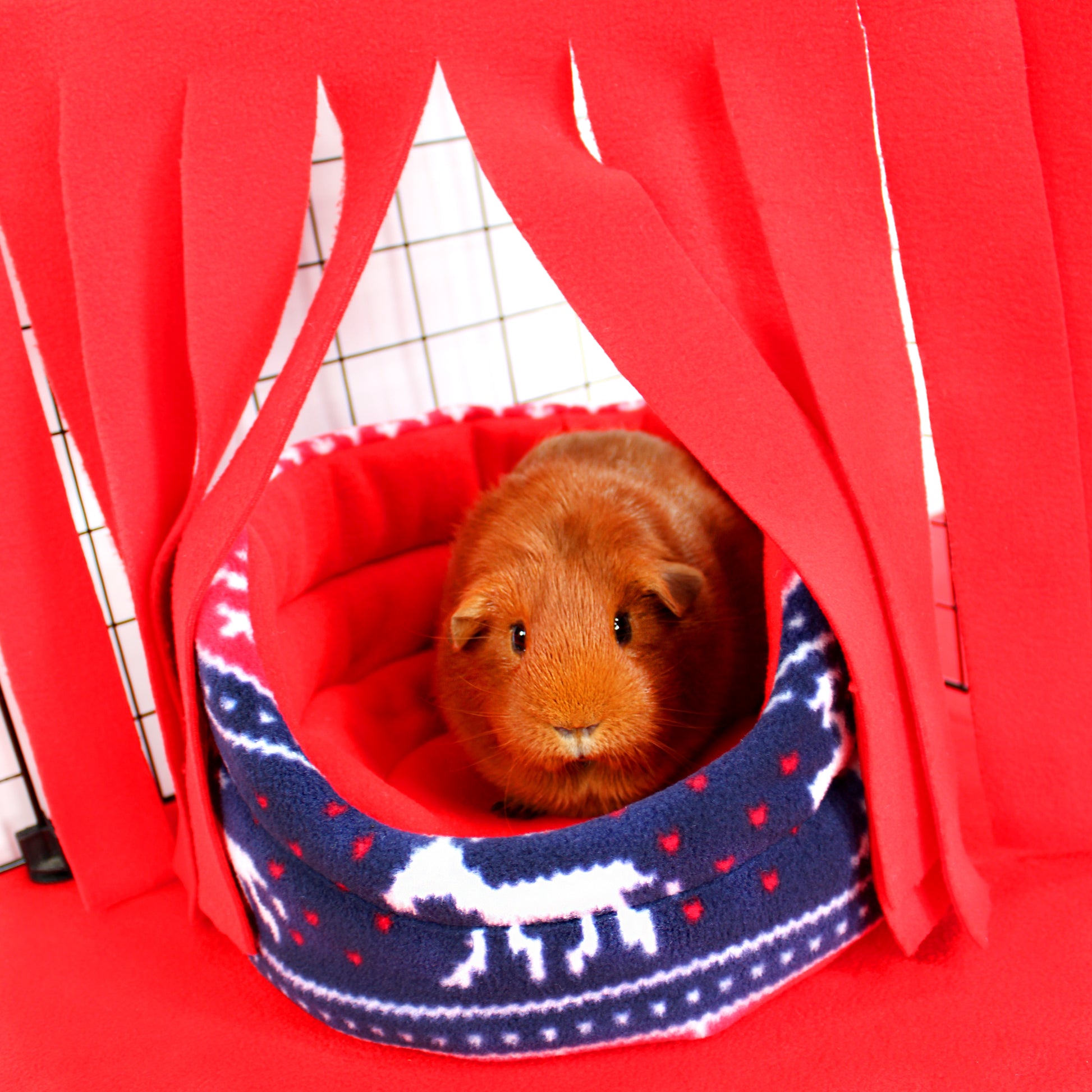 Guinea pig inside a red pet tent with a blue and white patterned base