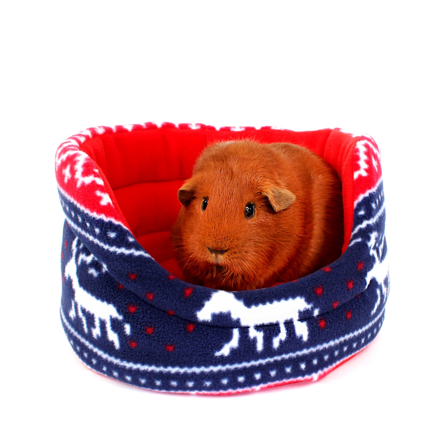 Guinea pig in a red and blue patterned pet bed on a white background