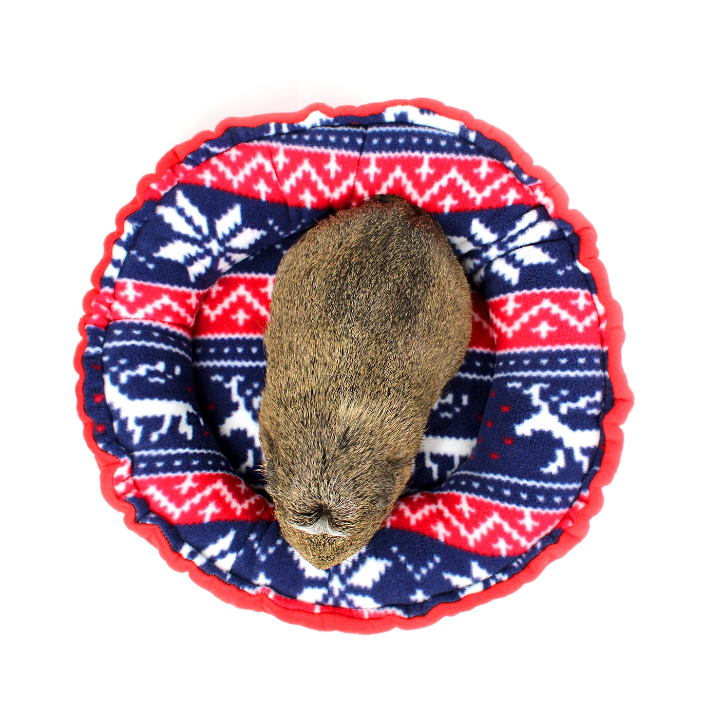 Small animal, likely a guinea pig, lying on a festive red, blue, and white patterned blanket.