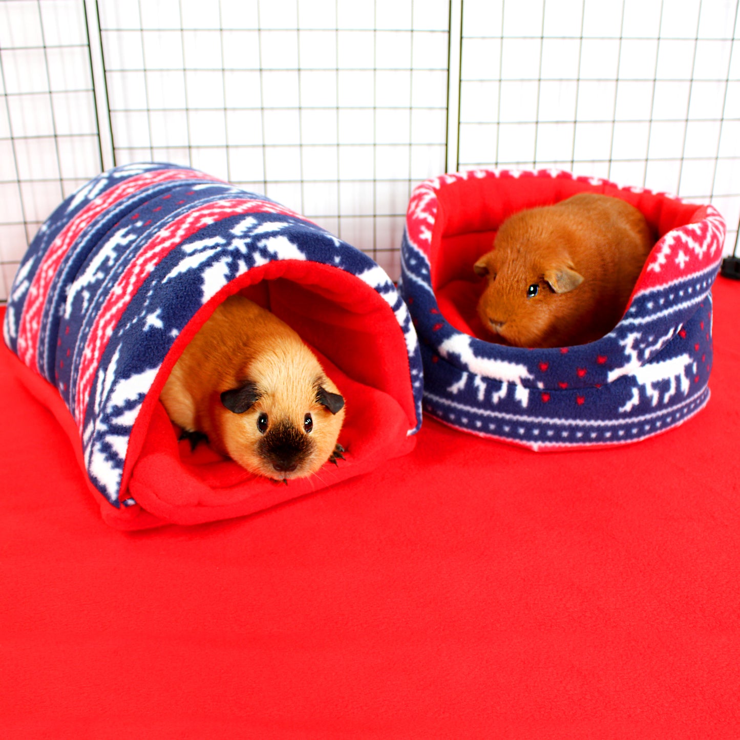 Two guinea pigs in festive pet beds on a red surface with a wire cage background