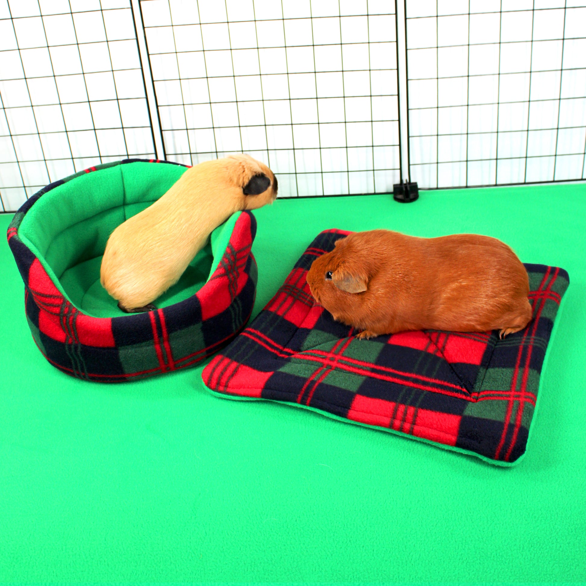 Two guinea pigs on plaid bedding in a pet enclosure with a green background
