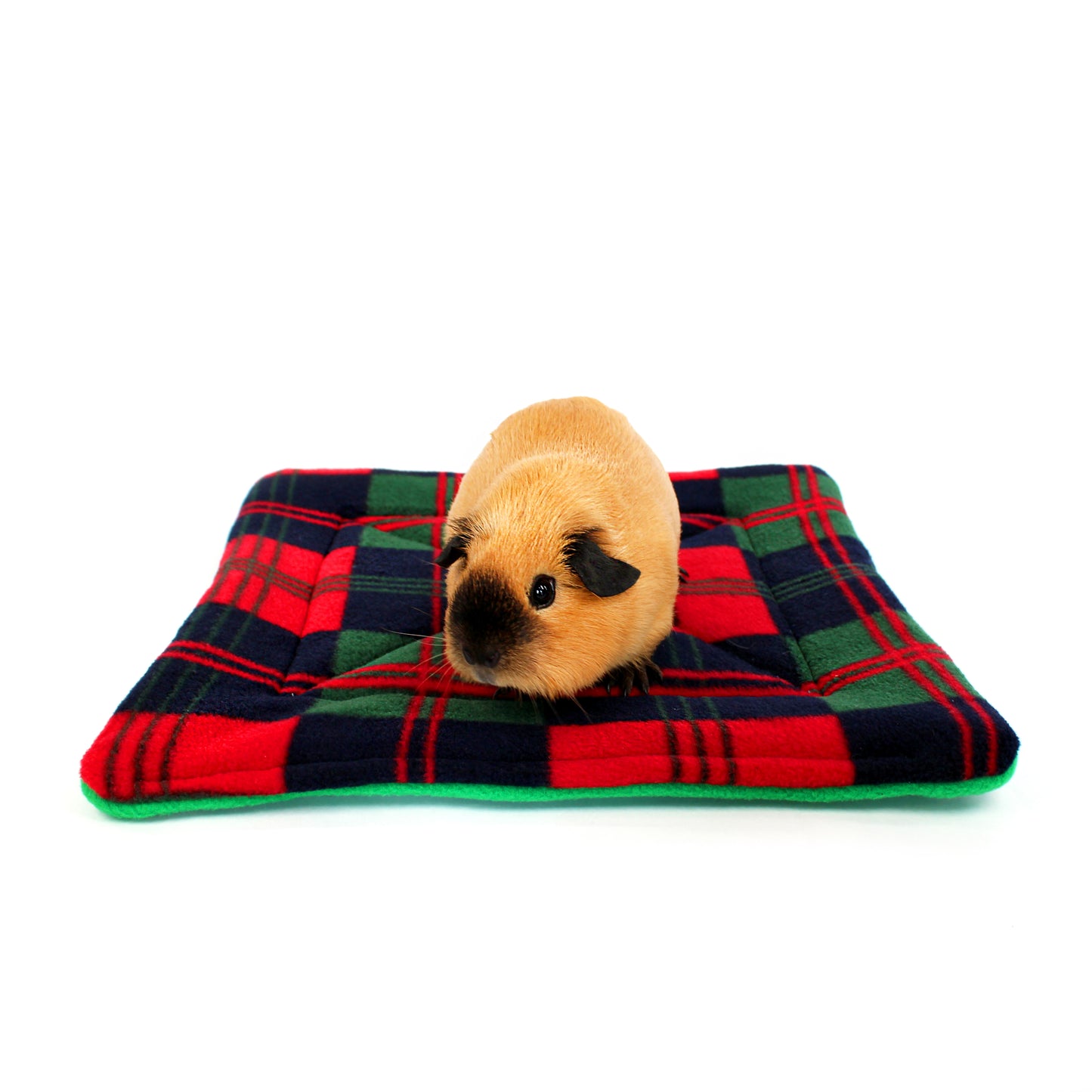 Small animal on a red, green, and black checkered blanket