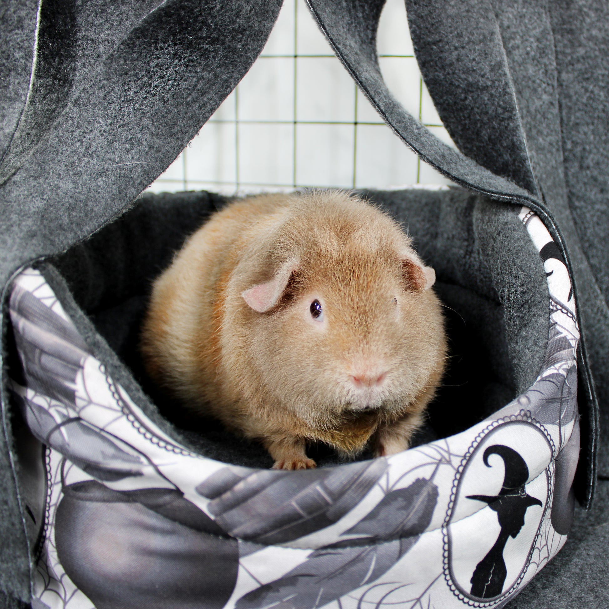 Guinea pig inside a decorative pet carrier with witch-themed design