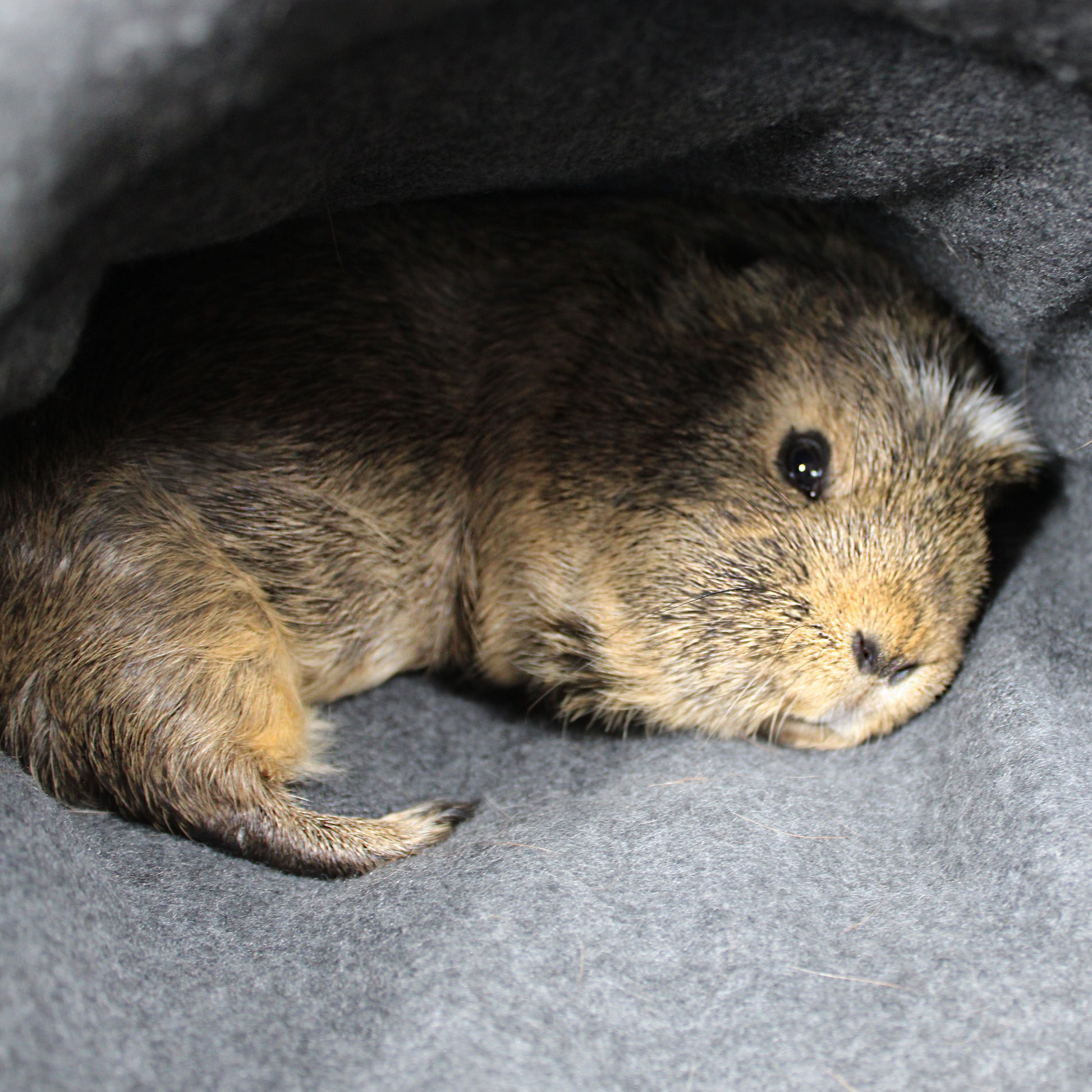 Small rodent peeking out from a dark gray fleece cuddle sack