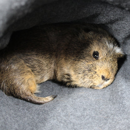 Small rodent peeking out from a dark gray fleece cuddle sack