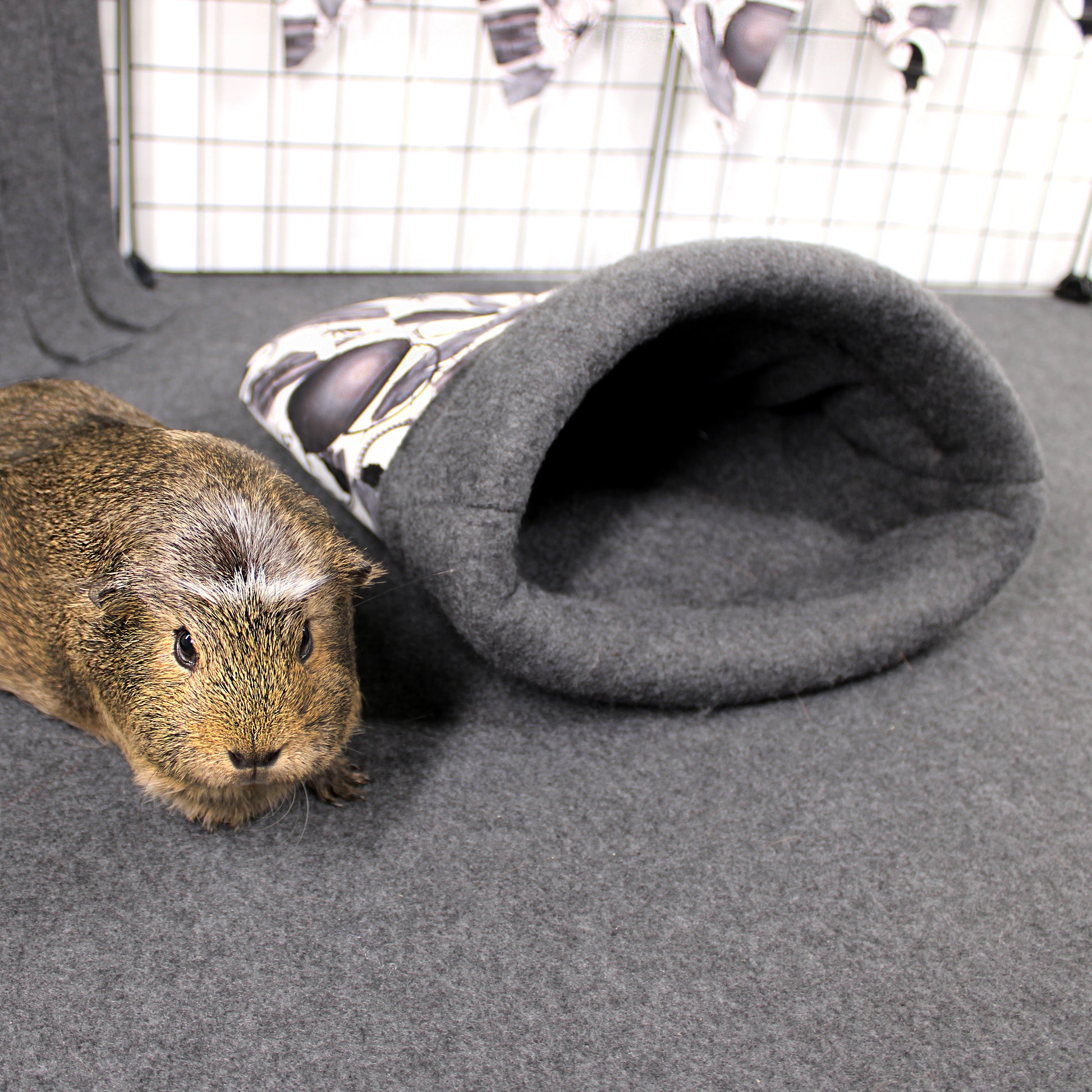 Guinea pig next to a gray pet cave in a pet enclosure