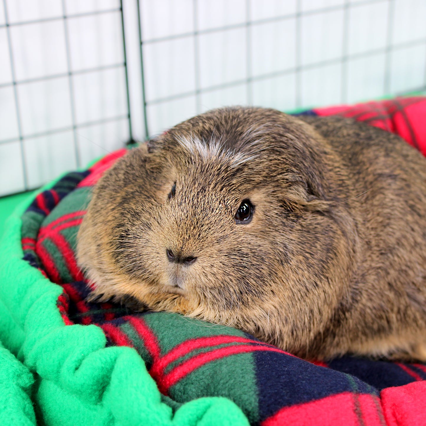 Christmas Tartan Doughnut Bed for Guinea Pigs