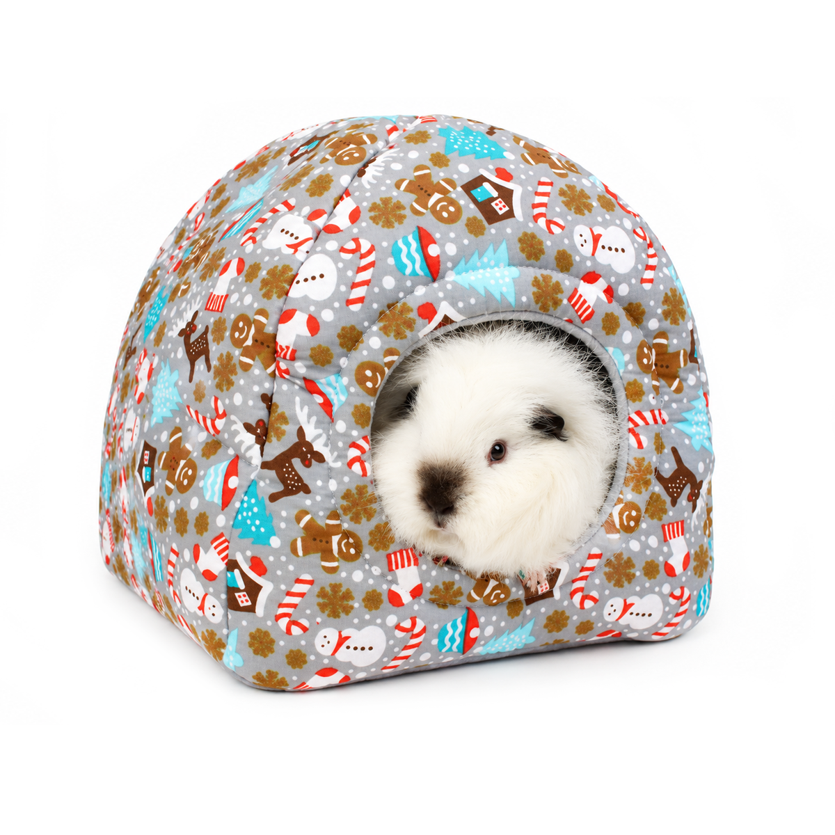 Swiss Roll the fluffy white guinea pig peeking out of a grey Christmas gingerbread hidey house with a festive printed cotton outer