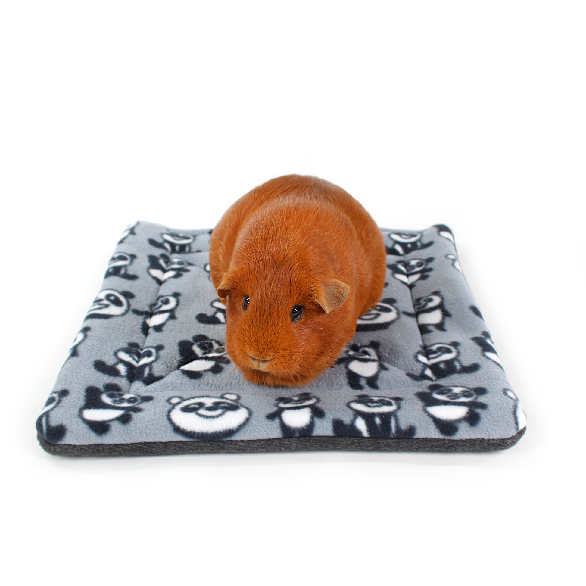 Small brown guinea pig on a gray blanket with panda bear pattern