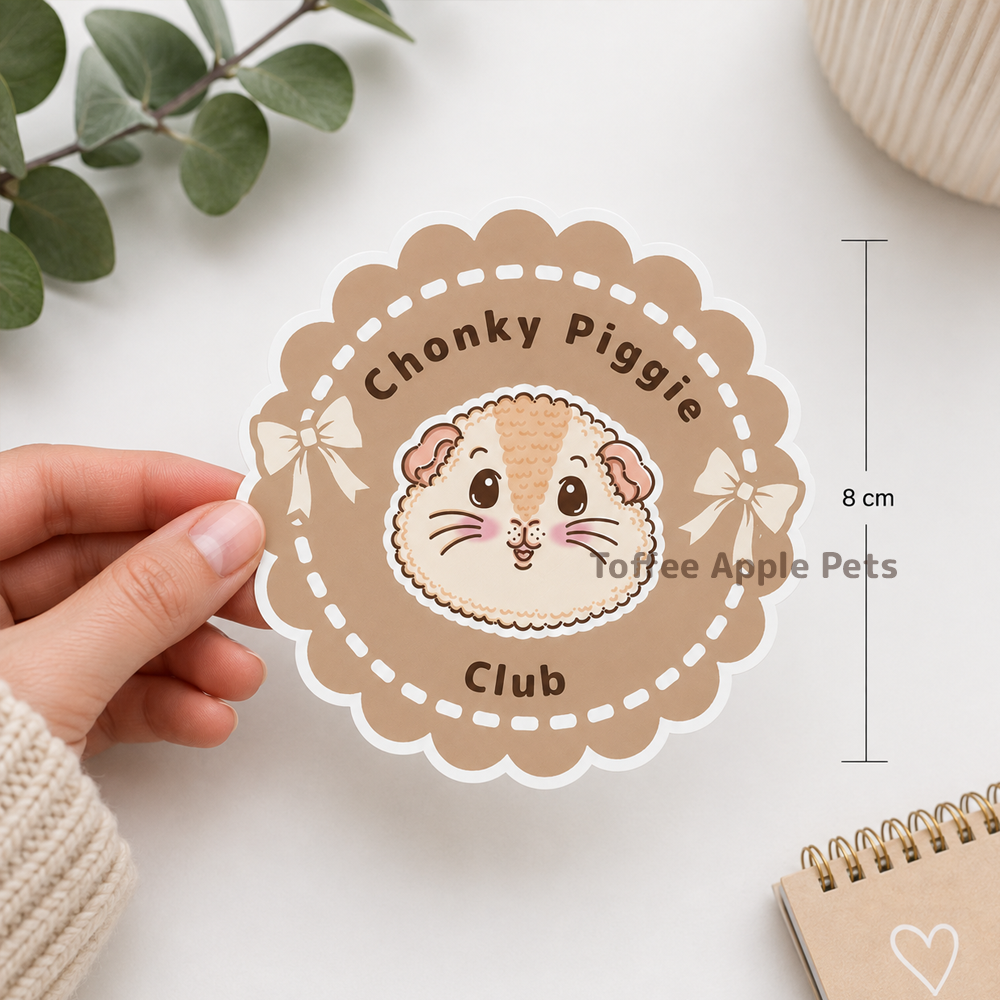 Chonky Piggy Club guinea pig sticker held in hand