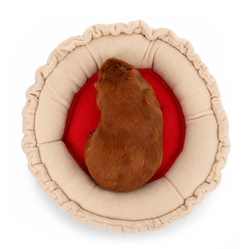 Guinea pig sitting in the Jam Tart guinea pig doughnut be