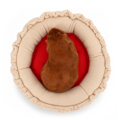 Guinea pig sitting in the Jam Tart guinea pig doughnut be