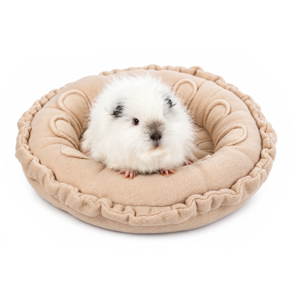 Guinea pig Swiss Roll relaxing in the Halloumi Jammy Dodger doughnut bed