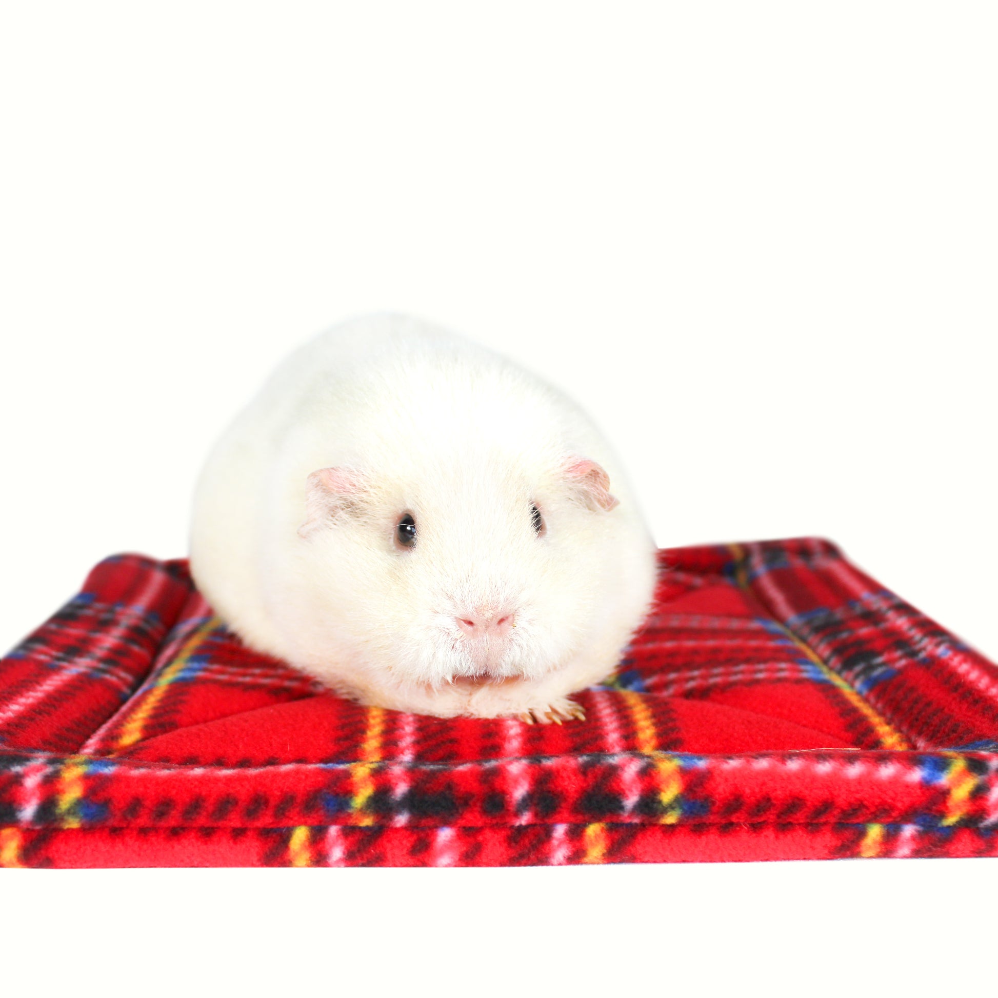 Large Red Tartan Guinea Pig Pee Pad, another front view with a guinea pig on the Large pee pad for guinea pigs