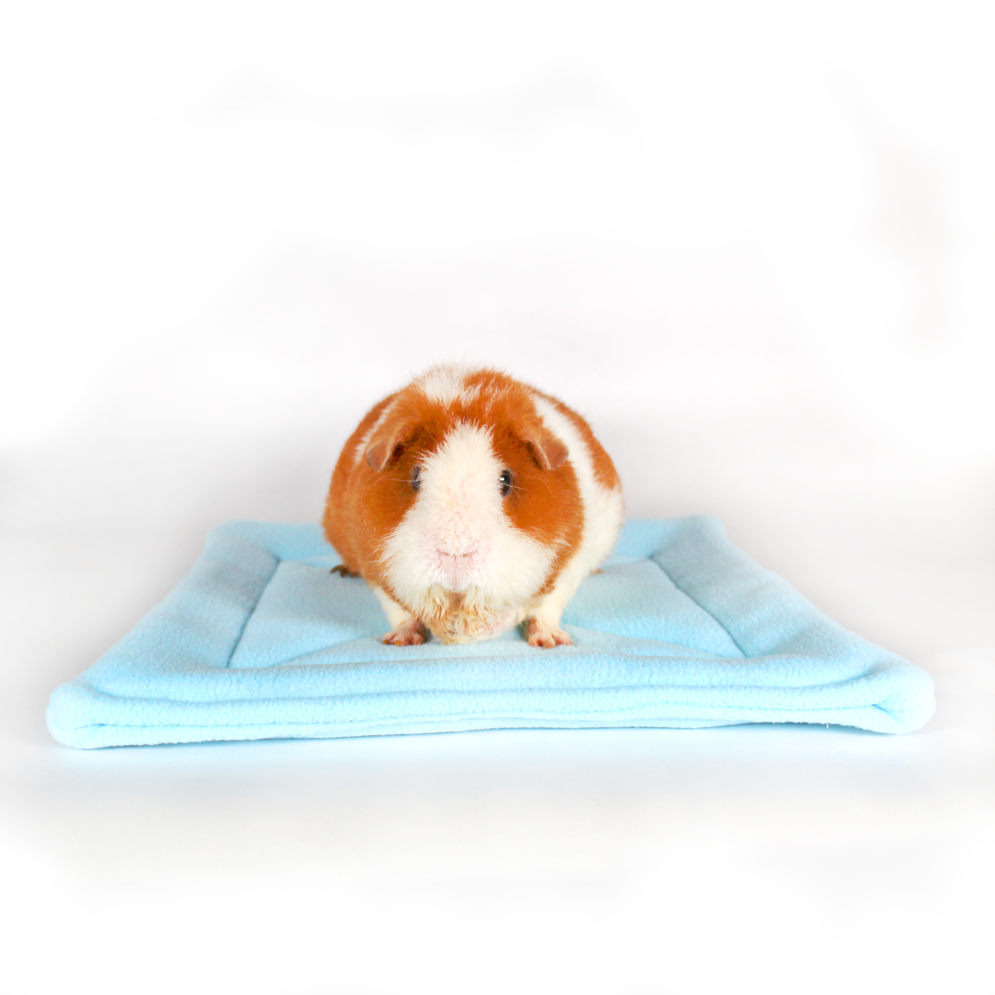 Large Square Light Blue Pee Pad for Guinea Pigs, front view with a cosy guinea pig on he wee wee mat