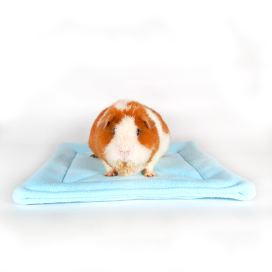 Large Square Light Blue Pee Pad for Guinea Pigs, front view with a cosy guinea pig on he wee wee mat