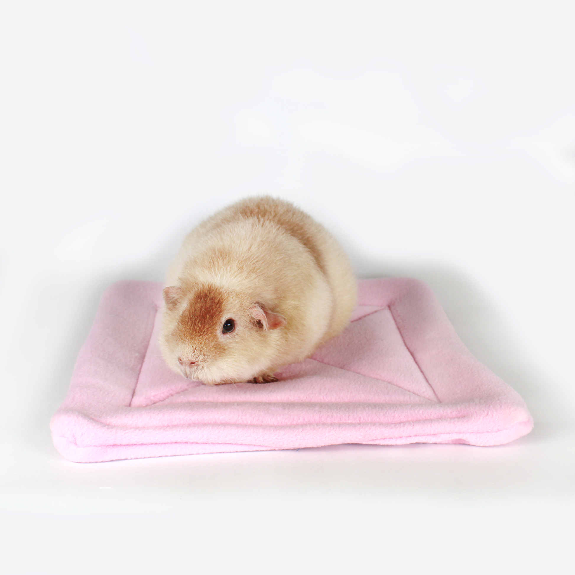 Large Square Light Pink Guinea Pig Pee Pad, front view of the wee wee mat with a guinea pig sat on top