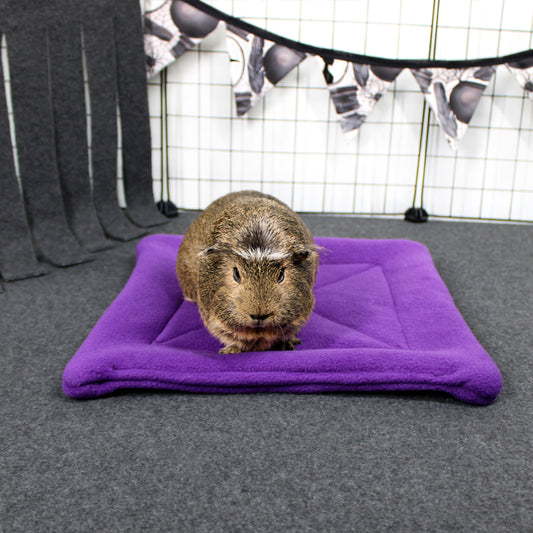 Guinea pig on a purple pee pad with a black and white checkered background