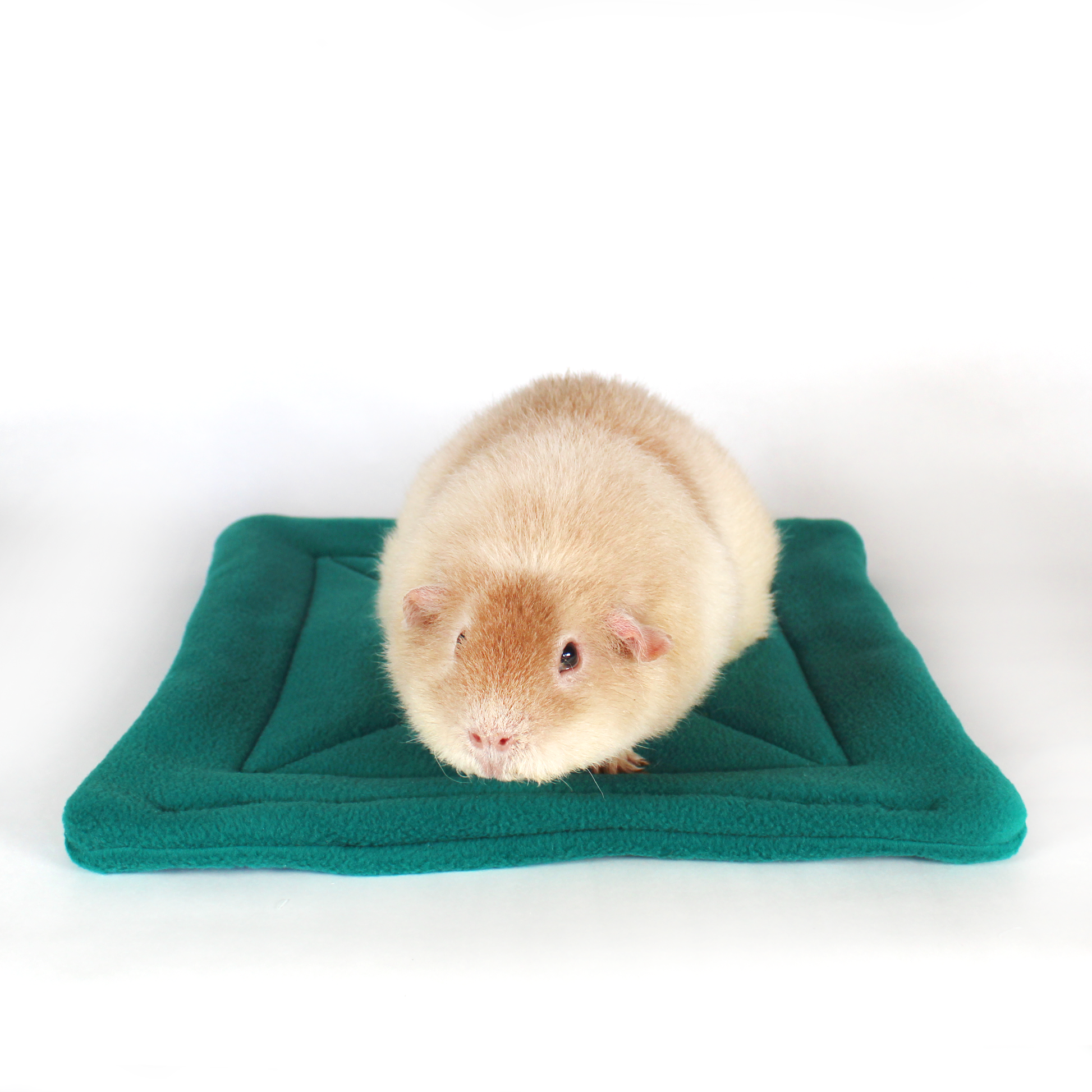 Large Square Teal Guinea Pig Pee Pad, front view of the pee pad with a guinea pig on top