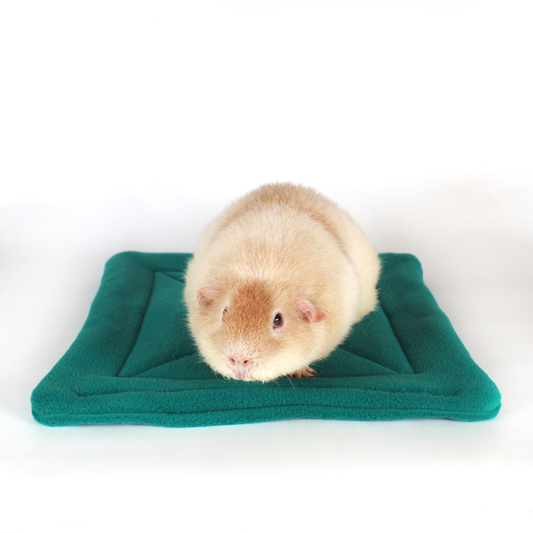 Large Square Teal Guinea Pig Pee Pad, front view of the pee pad with a guinea pig on top