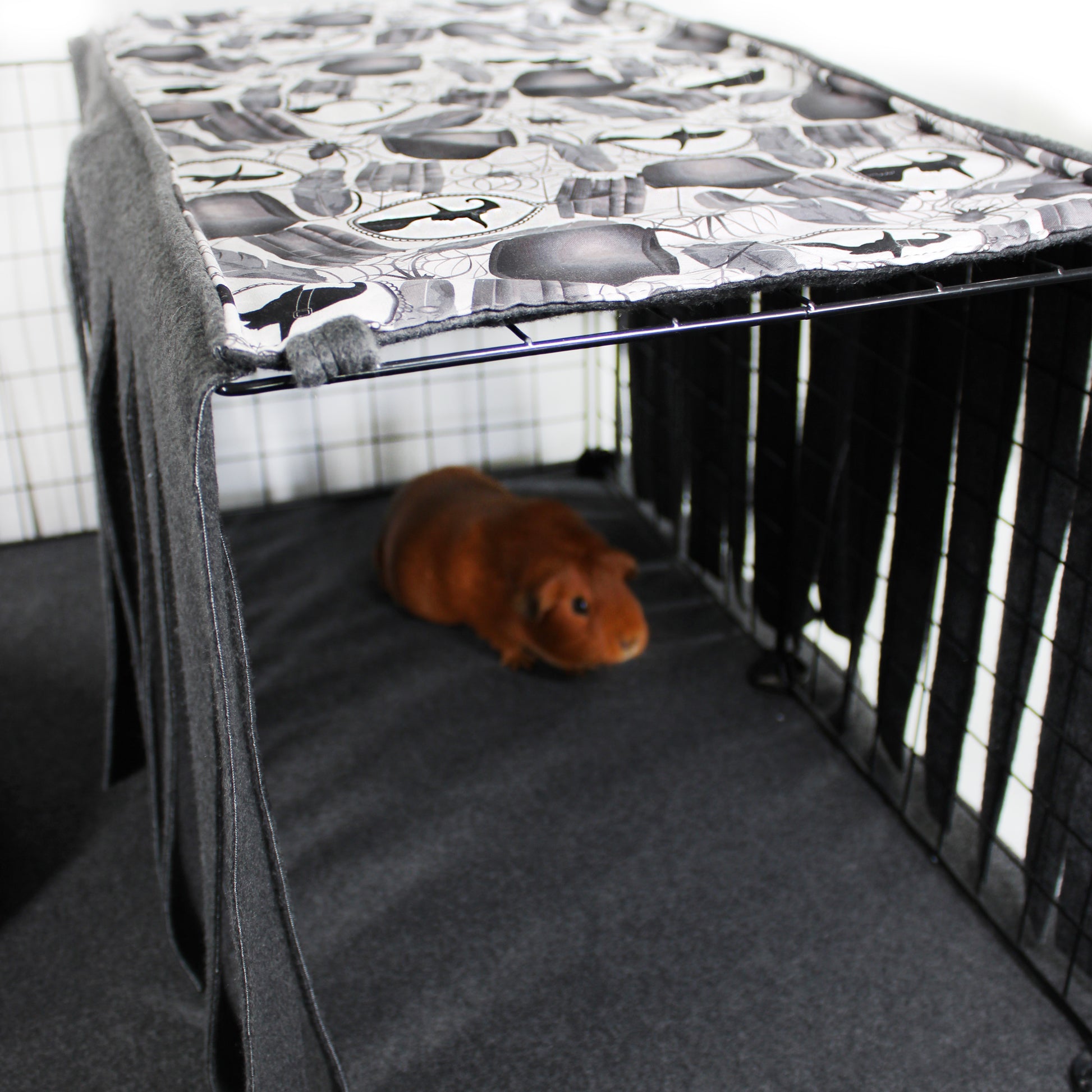 Guinea pig in a cage with a patterned top