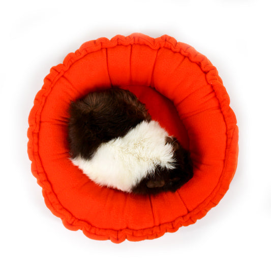Small animal, likely a guinea pig, in an orange pet bed on a white background