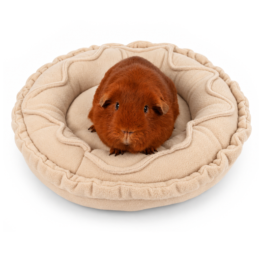 Guinea pig relaxing in the Mince Pie doughnut bed