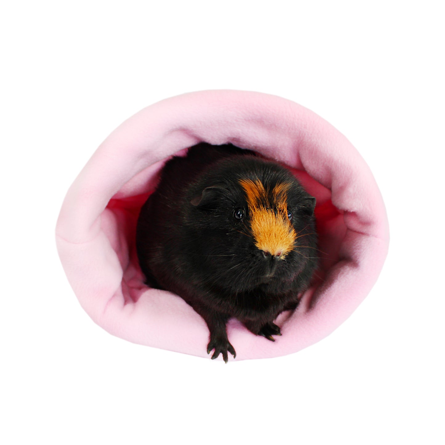 Guinea pig peeking out from a pink tunnel on a white background