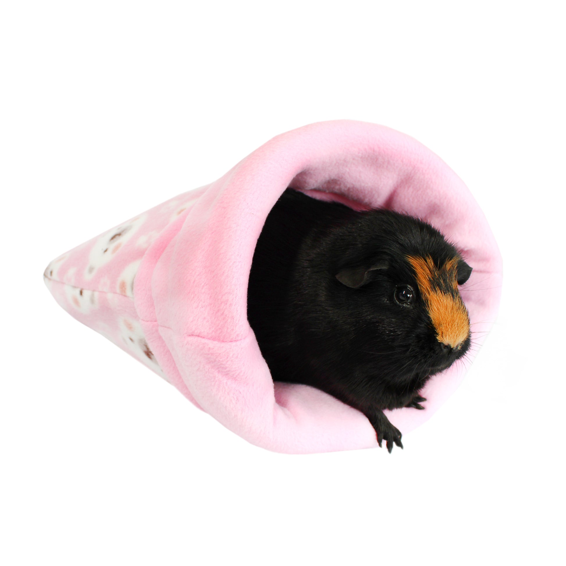 Guinea pig peeking out from a pink tunnel on a white background