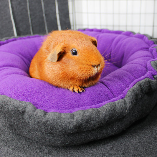 Orange guinea pig on a purple and gray pet bed