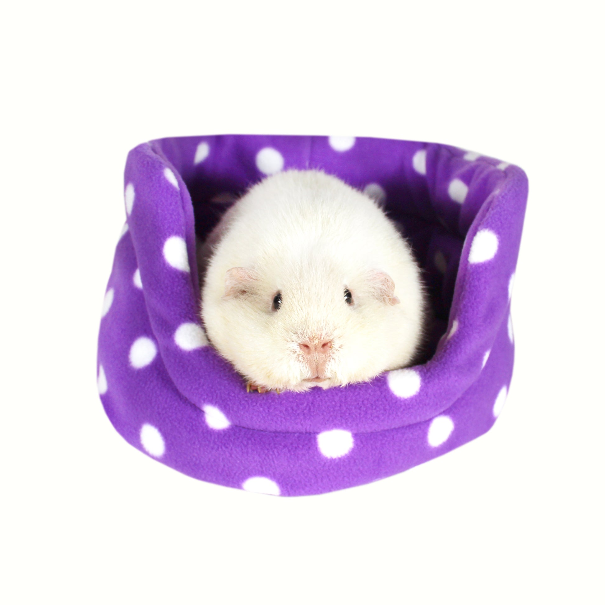 Purple Polka Dot Guinea Pig Cuddle Cup, front view of the cuddle cup with a guinea pig sat inside