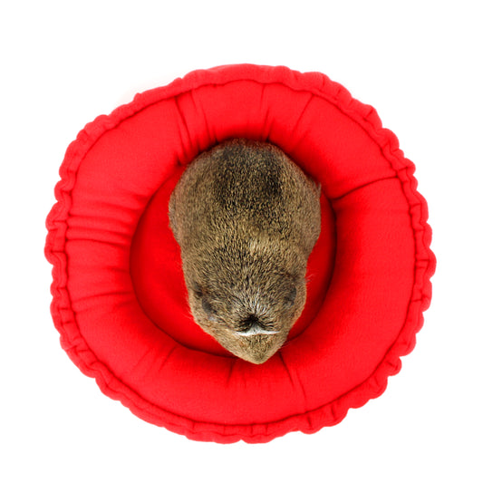 Small animal, possibly a hamster, in a red cushioned wheel on a white background