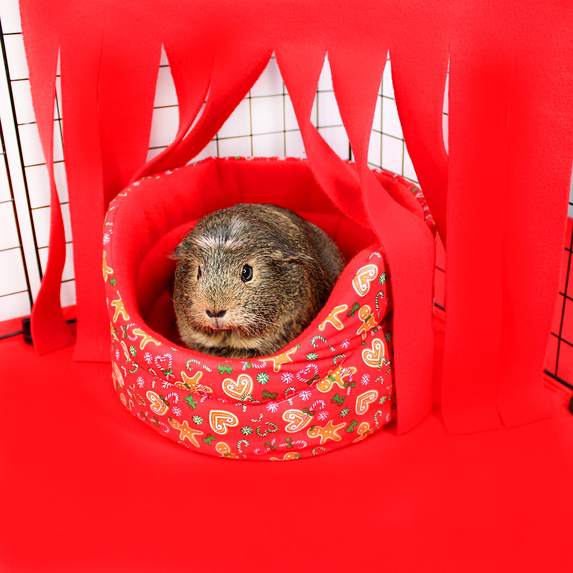 Small animal in a red pet bed with decorative patterns on a red background