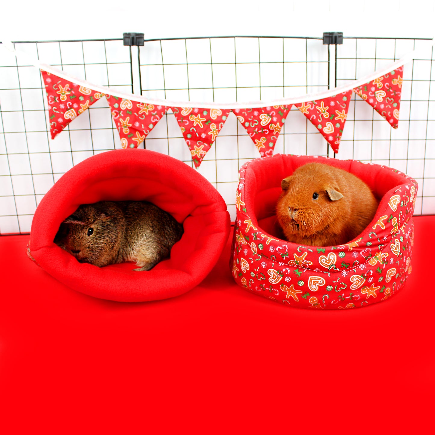 Two guinea pigs in red pet beds with a festive banner in the background