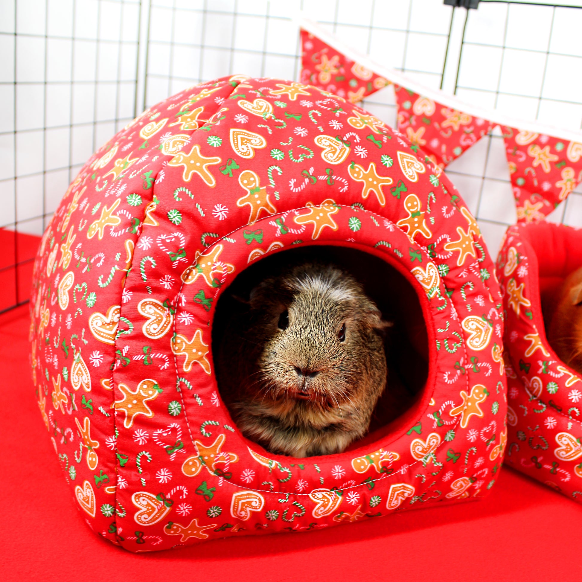 Guinea pig inside a red patterned pet house on a red surface.