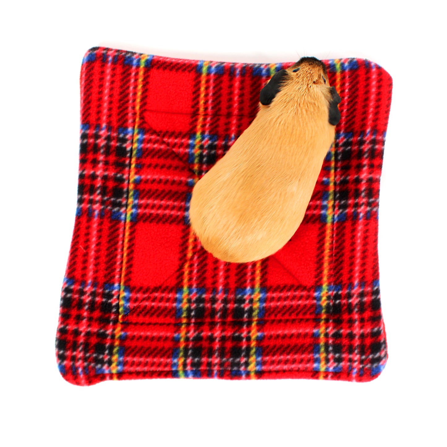 Guinea Pig on a red plaid fabric background