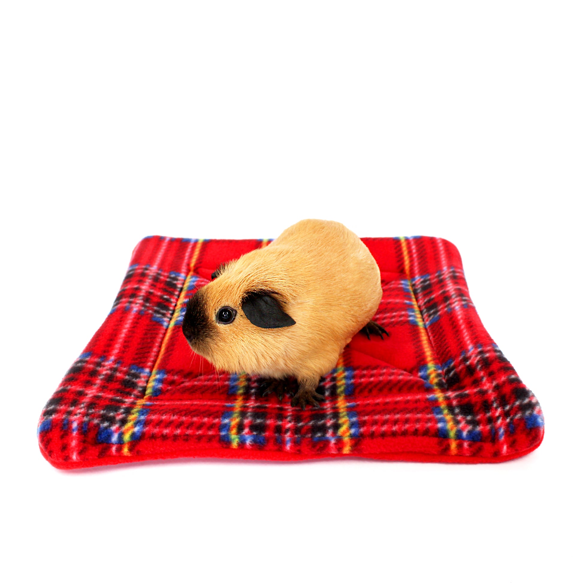 Small animal on a red plaid blanket with a white background