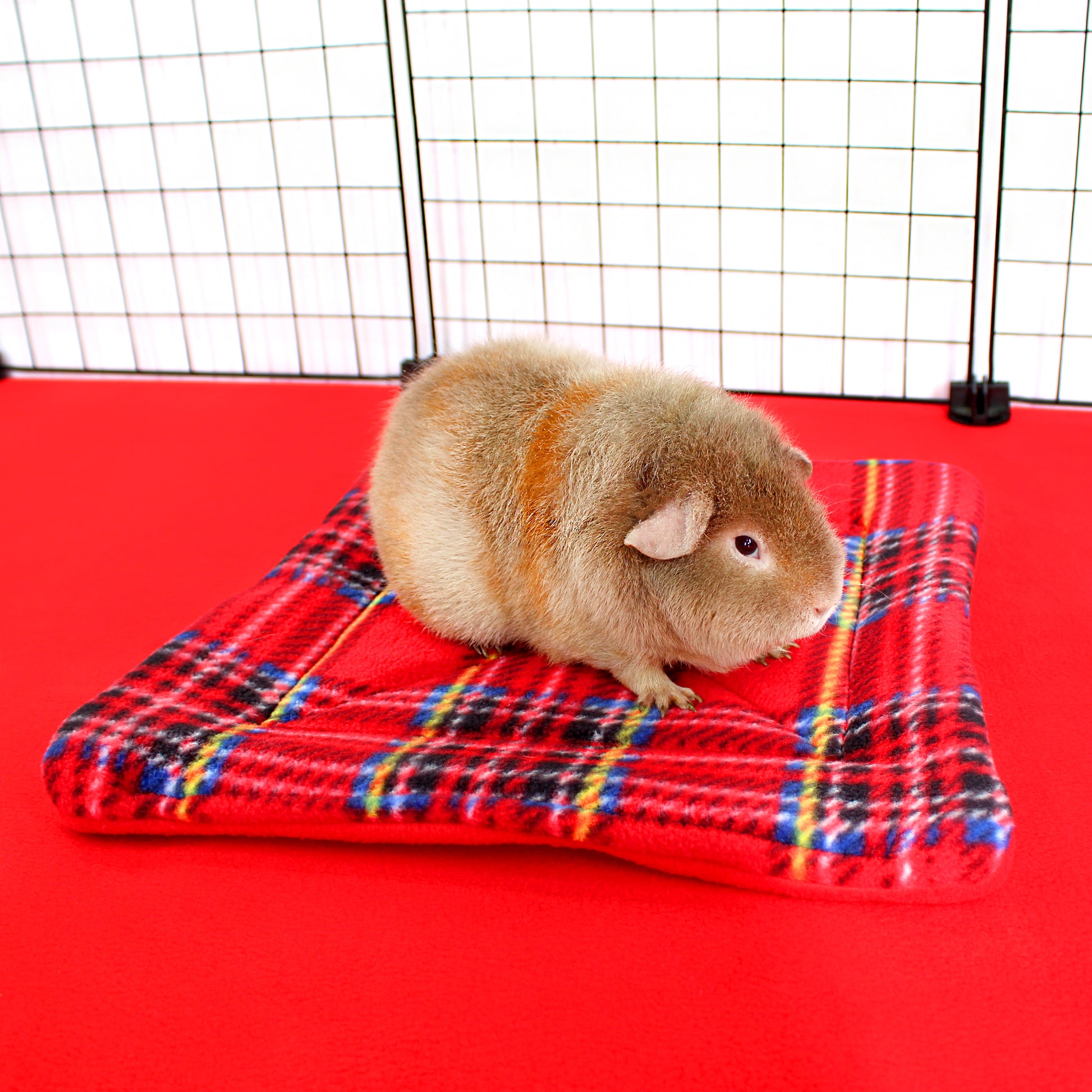 Guinea pig on a plaid blanket inside a cage with a red floor