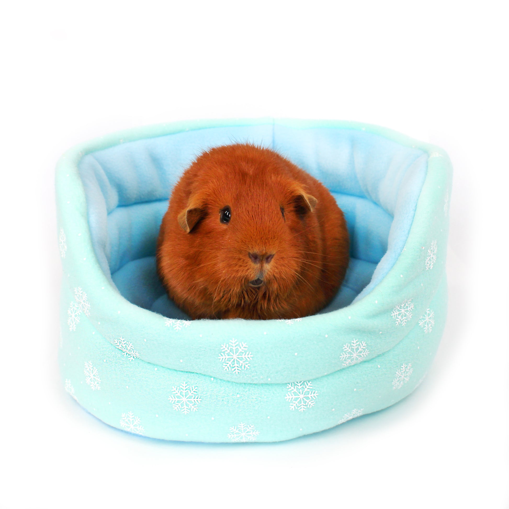 Small brown guinea pig sitting in a light blue pet bed with snowflake pattern on a white background