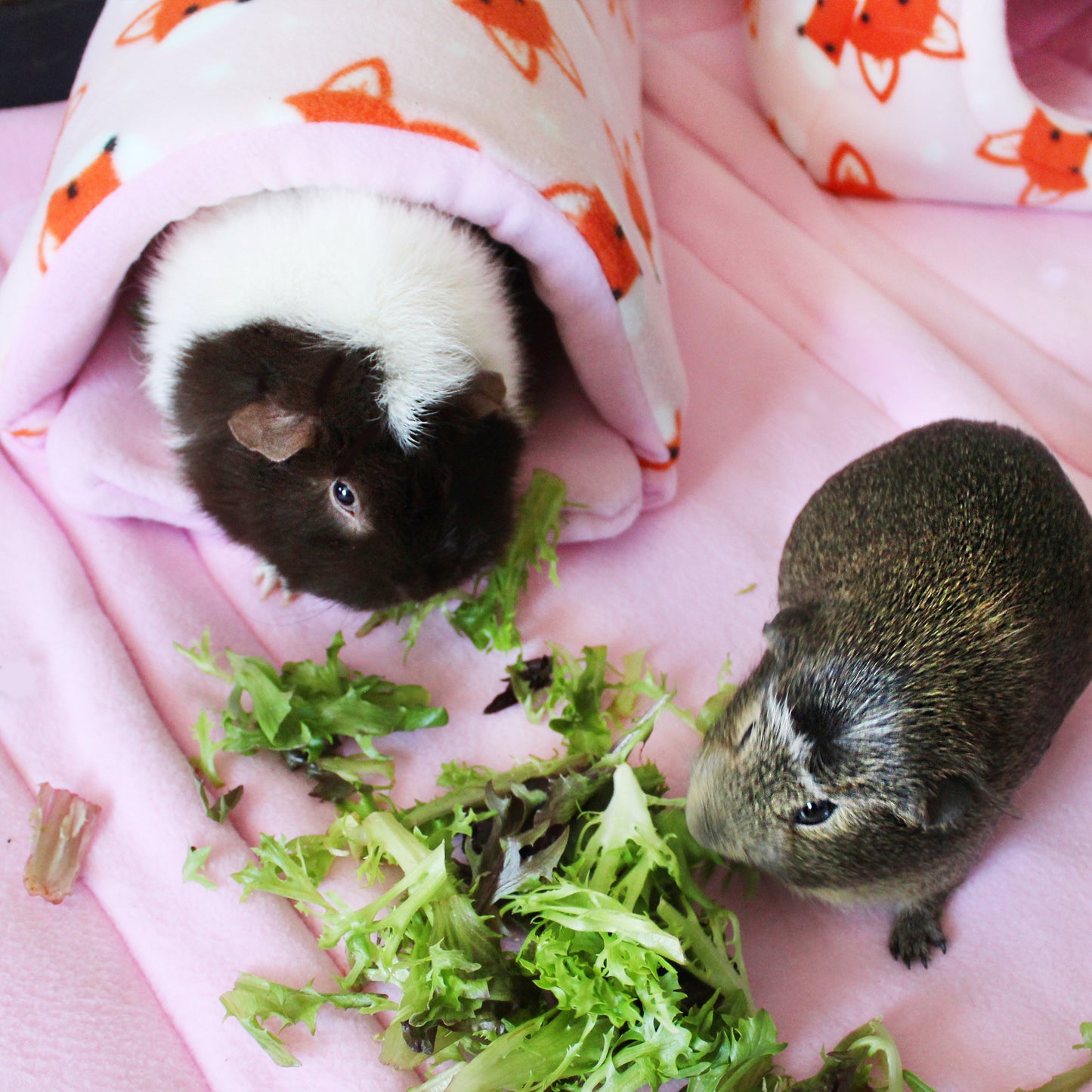 Foxy Fleece Guinea Pig Accessory Bundle